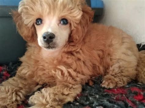 10 Best Poodle Dog Names The Paws