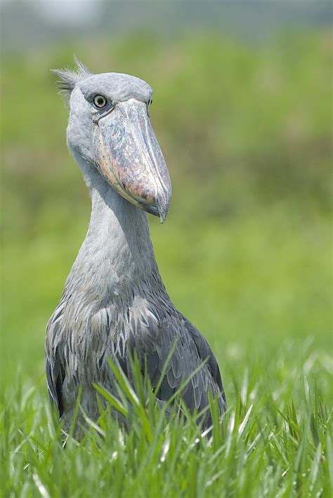 Shoebill Balaeniceps Rex Mabamba Swamp Uganda Daniel J Field