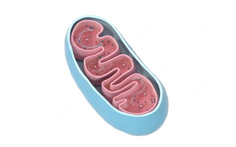 Premium Photo Crosssection View Of Mitochondria Medical Info Graphics