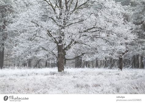 Oak Tree Covered With Frost In Winter A Royalty Free Stock Photo From