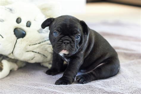 I am not a pug and i am not a boston terrier. Cute French Bulldog Puppy Sitting On A Soft Blanket With ...