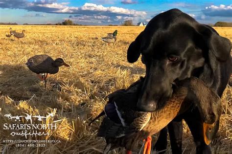 Duck Hunting Photos Duck Hunting Trips