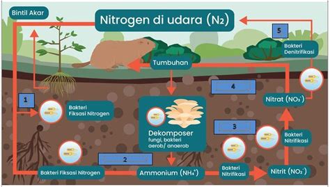 Skema Daur Nitrogen Dan Penjelasannya Pengertian Daur Nitrogen Siklus