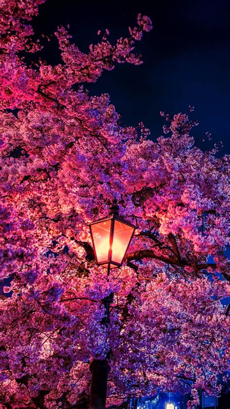 Cherry Blossom In The Night