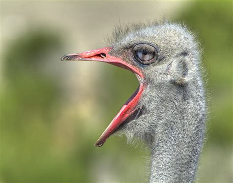 Ostrich With Mouth Open Photograph By Robert Jensen