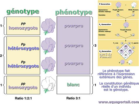 Phénotype Hétérozygote Définition Et Explications Aquaportail
