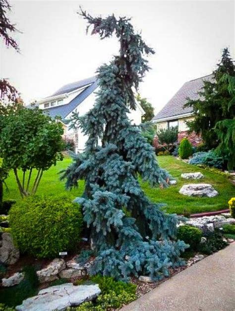 Weeping Blue Spruce Evergreen Landscape Evergreen Garden Conifers