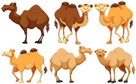 Free Vector Different Type Of Camels Standing Libre De Vectores