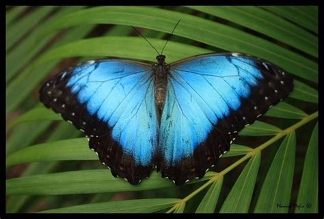 Mariposa Morfo Azul Común Morpho Helenor · Naturalista Colombia