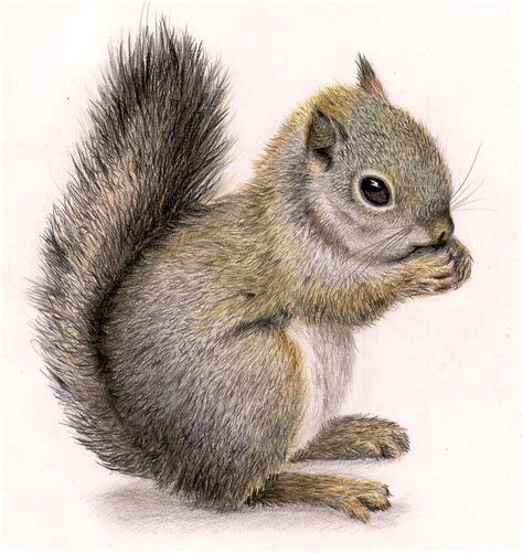 Joanne Rios Squirrel Art Animal Drawings Squirrel Painting
