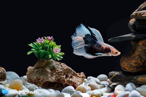 Beginners Guide How To Set Up A Betta Fish Tank Infographic Included