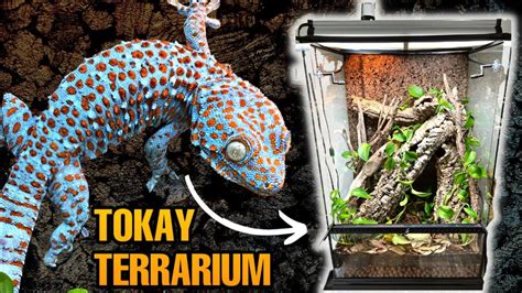 Upgrading My Tokay Gecko Terrarium Exo Terra Monsoon Multi Ii One