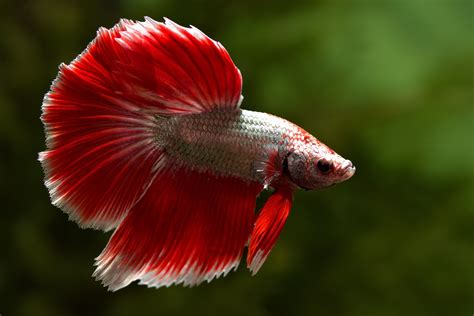 Common Betta Fish Diseases With Treatments For A Sick Betta