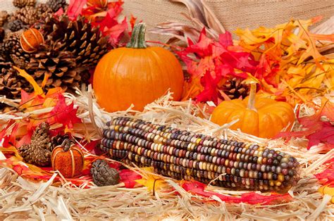 Autumn Theme With Corn Photograph By Joe Belanger