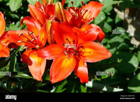 Red Lilies In Bloom Flower Blossom Lilium Lily Asiatic Stock Photo