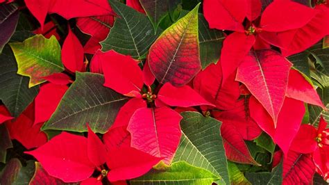 Wallpaper Poinsettias Flowers Colorful Leaves Hd Picture Image