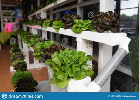 Read on for the best nursing homes in kuala lumpur, so your loved ones can be taken care of and you can have some peace of mind today, noble care is one of the best nursing homes in kuala lumpur that offers solutions including independent living, assisted living, and complete nursing care. Vegetables And Flowers In The Plant Nursery Planted Using ...