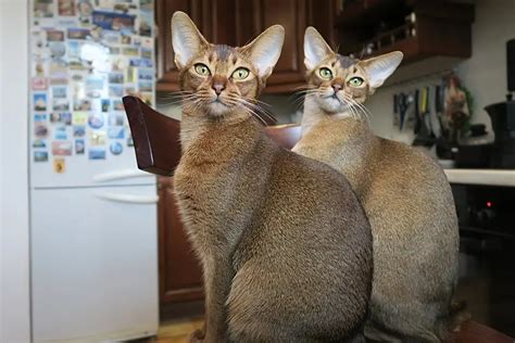 Abyssinian Cat Breed Everything You Need To Know