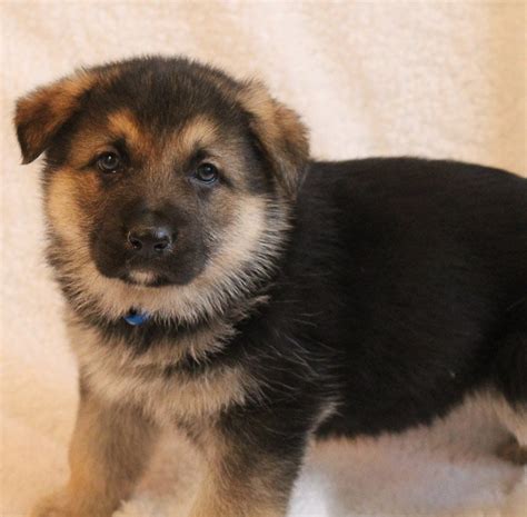 Ramble A Male German Shepherd Puppy For Sale From Grabill In Vip