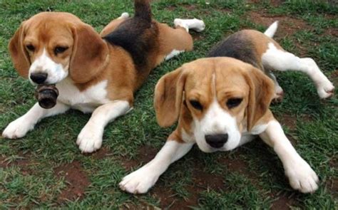 American English Coonhound Puppies Behavior And Characteristics Until