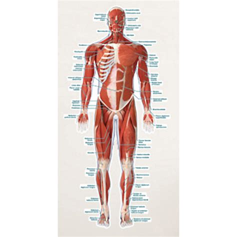 Body Part Chart Labeled Muscular System Vinyl Poster At Meyerdc