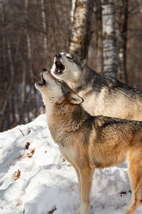 Grey Wolves Canis Lupus Raise Heads To Howl Winter Stock Photo Image