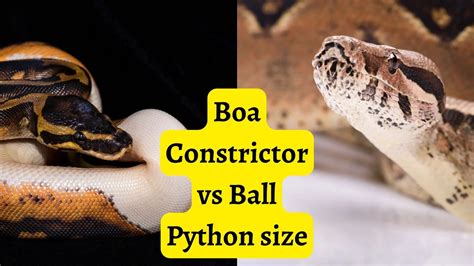 Boa Constrictor Vs Ball Python Size Ball Python Breeder Uk