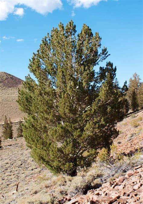 4 Distinct Types Of Pine Trees In Colorado Progardentips