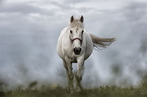 White Horse Running On Grass Field Hd Wallpaper Wallpaper Flare
