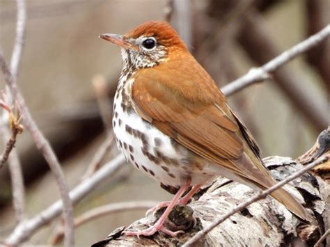 Wood Thrush Hylocichla Mustelina INaturalist Canada