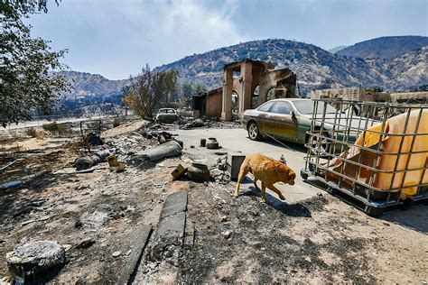 Meet The People Who Saved Pets During The Camp Fire Wildfires