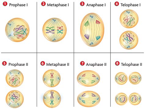 7 3° 7 4° Y 7 5° Disfrutemos Las Ciencias Naturales Meiosis Imagen