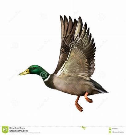 Mallard Flight Background Drake Duck Illustration Flying