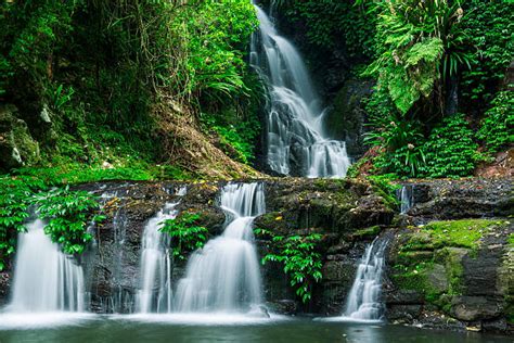 Gondwana Rainforests Stock Photos Pictures And Royalty Free Images Istock
