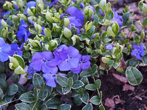 13 Different Types Of Periwinkle Flowers And Its Many Benefits