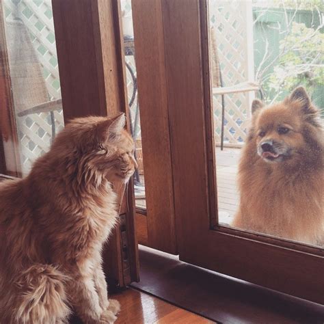 Cats And Dogs Who Might Have Been Siblings In Their Former