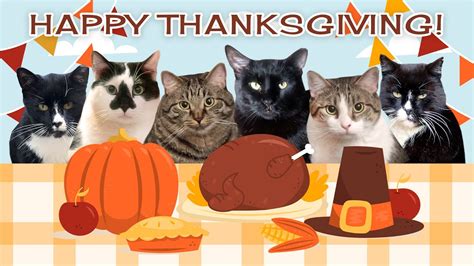 thanksgiving cat photo compilation giving thanks for our many friends happy thanksgiving 2020