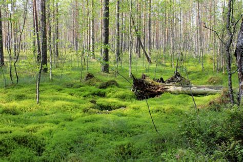 Green Swamp With Trees Free Photo Download Freeimages