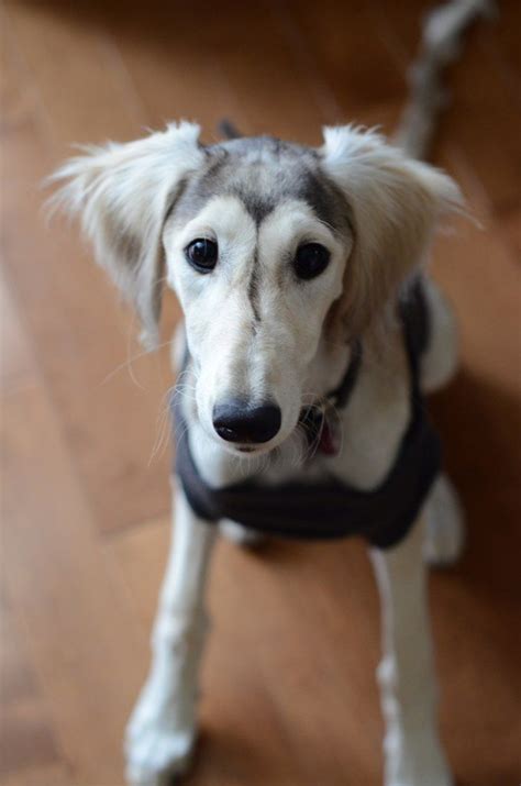 breed love saluki images  pinterest greyhounds whippets  dog breeds