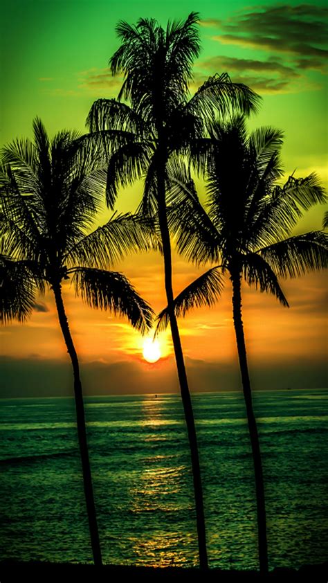 Sunset Beach Palm Tree Background Sunset Palm Trees Ontdek De