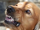 Hunderatgeber: Bissiger Hund - Was tun? | markt.de