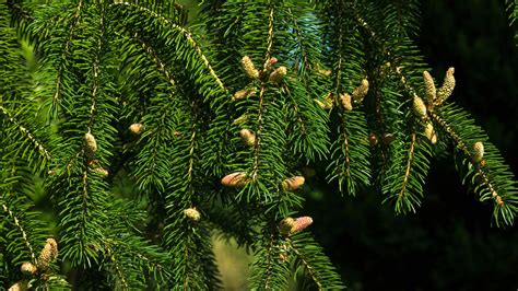 Norway Spruce Picea Abies British Trees Woodland Trust