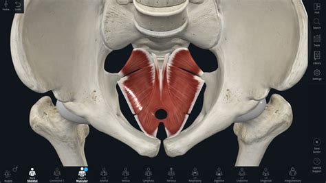 Pelvic Floor Diagram Quizlet