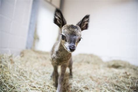 This Teeny Tiny Dwarf Antelope Looks Like A Disney Creature Come To