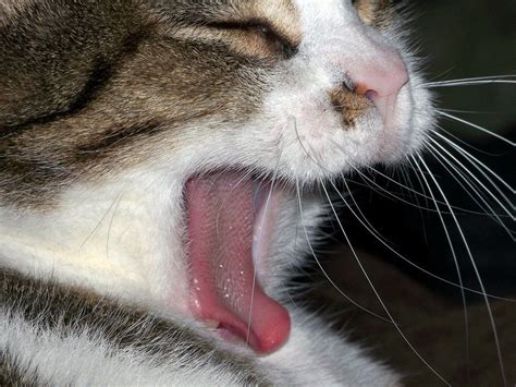 Cat With Fever And Vomiting Cat Meme Stock Pictures And Photos