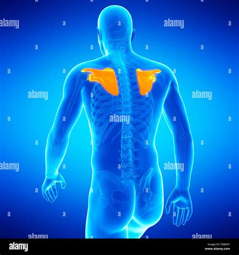 Anatomy Of Shoulder Blade