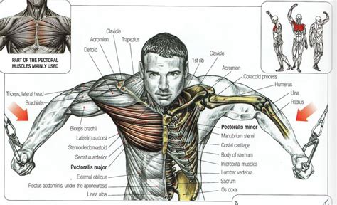 Zygote body is a free online 3d anatomy atlas. 21 best images about Chest Workout on Pinterest | Cable ...