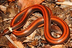 Descubierta una bella serpiente roja única en el mundo