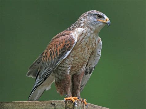 9 Beautfiul Locations To Watch Hawks In Oregon Birdwatching Buzz