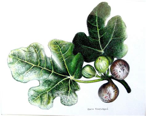 Figs Drawing By Ben Saturen Fine Art America
